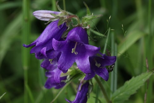Campanula trachelium (Coventry bells) — photo