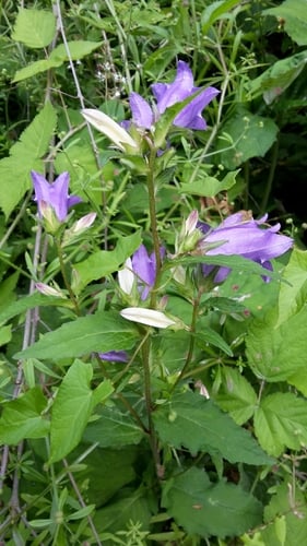 Campanula trachelium (Coventry bells) — photo