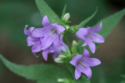 Campanula trachelium