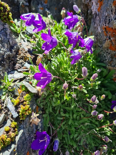 Campanula tridentata subsp. biebersteiniana — photo