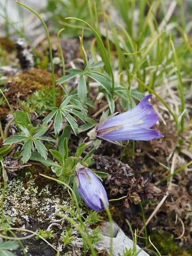 Campanula tridentata subsp. biebersteiniana — photo