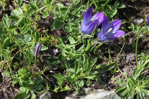 Campanula tridentata subsp. biebersteiniana