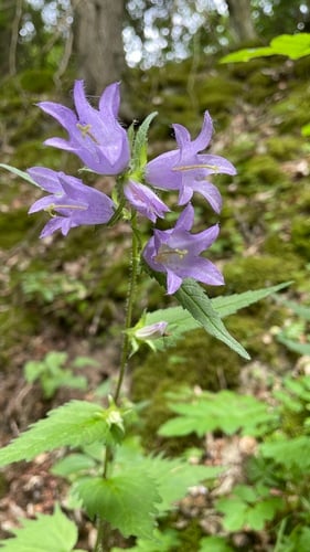 Campanula urticifolia (Bellflower) — photo