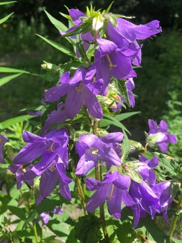 Campanula urticifolia (Bellflower) — photo