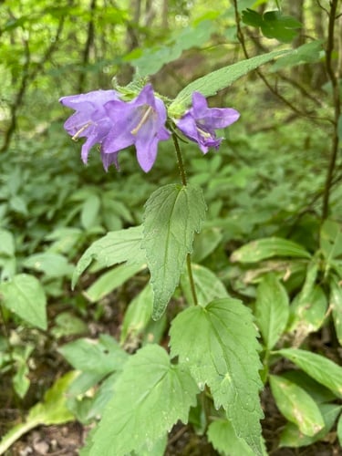 Campanula urticifolia