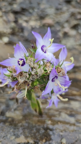 Campanula versicolor (Harebell) — photo