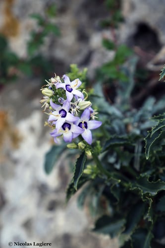 Campanula versicolor