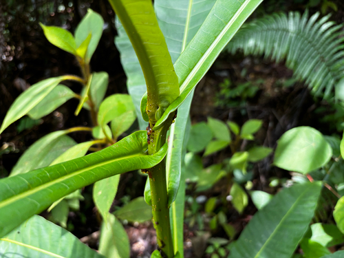 Campnosperma auriculatum — photo