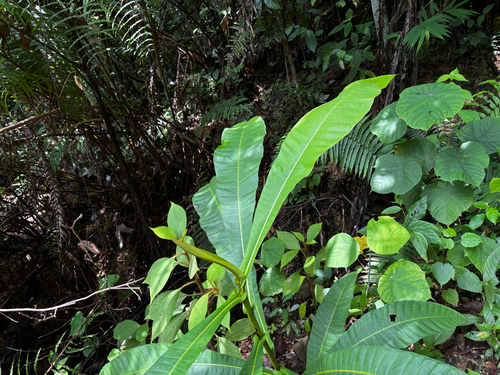 Campnosperma auriculatum — photo