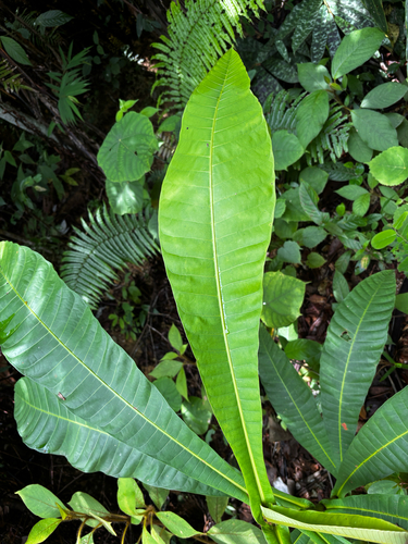 Campnosperma auriculatum