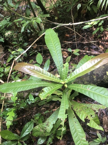 Campnosperma brevipetiolatum — photo