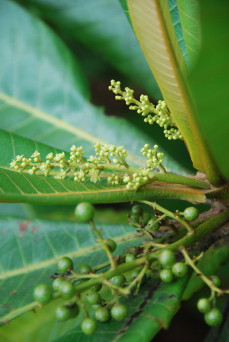 Campnosperma brevipetiolatum