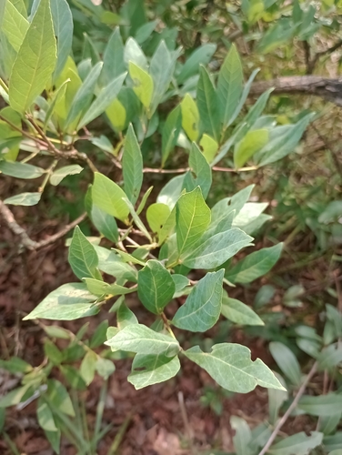 Campomanesia adamantium (Gabiroba) — photo