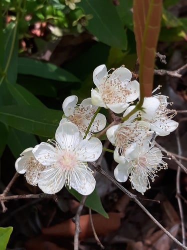 Campomanesia adamantium