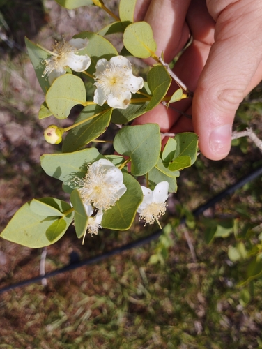 Campomanesia aurea (Guabirobinha-do-campo) — photo