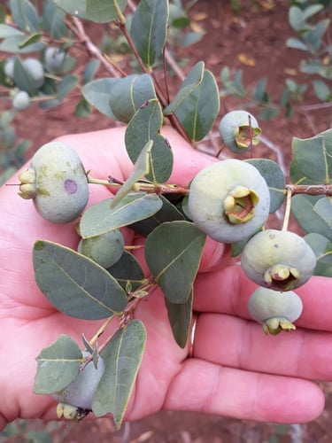 Campomanesia aurea