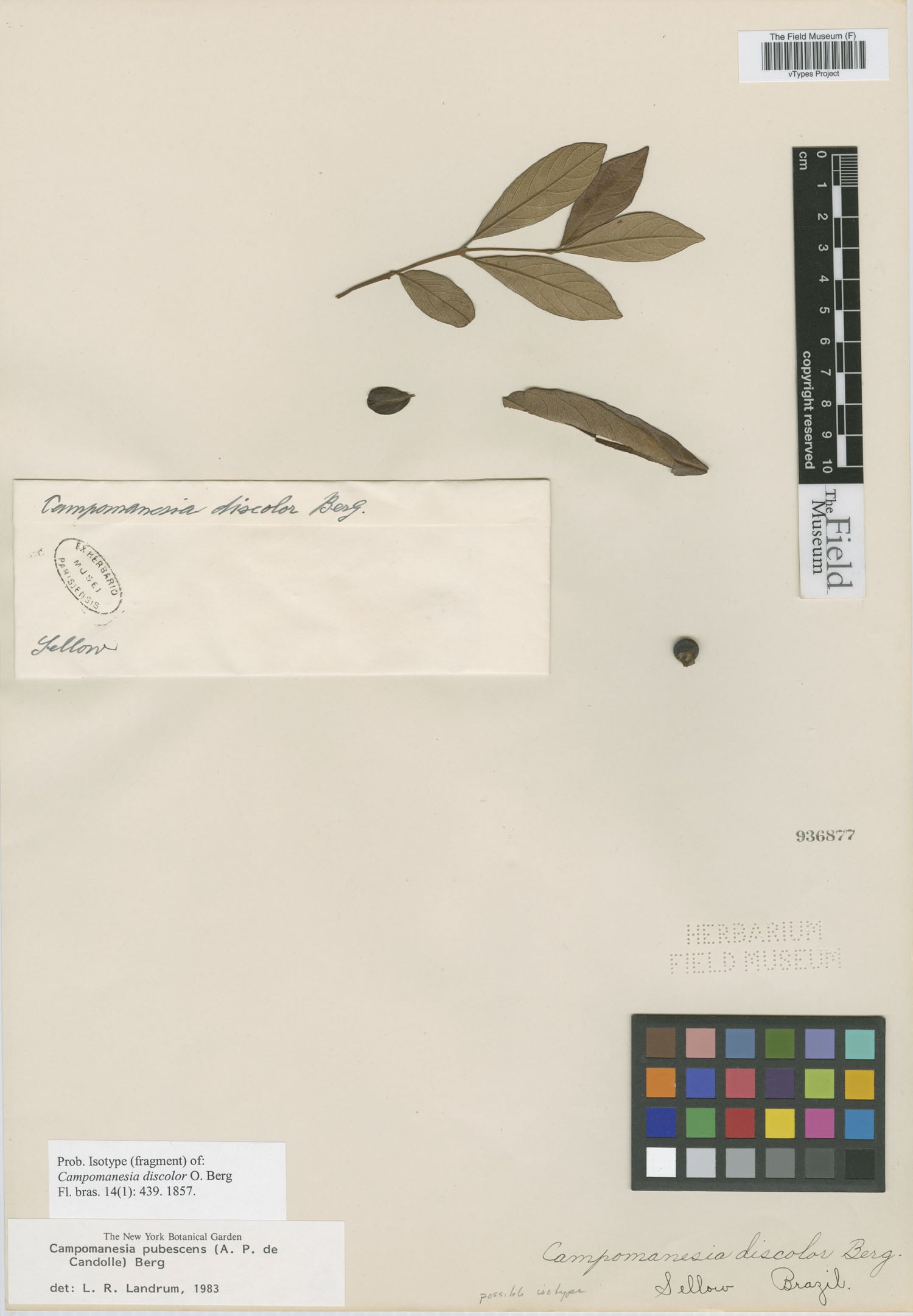 Campomanesia discolor (Guabiroba) — photo