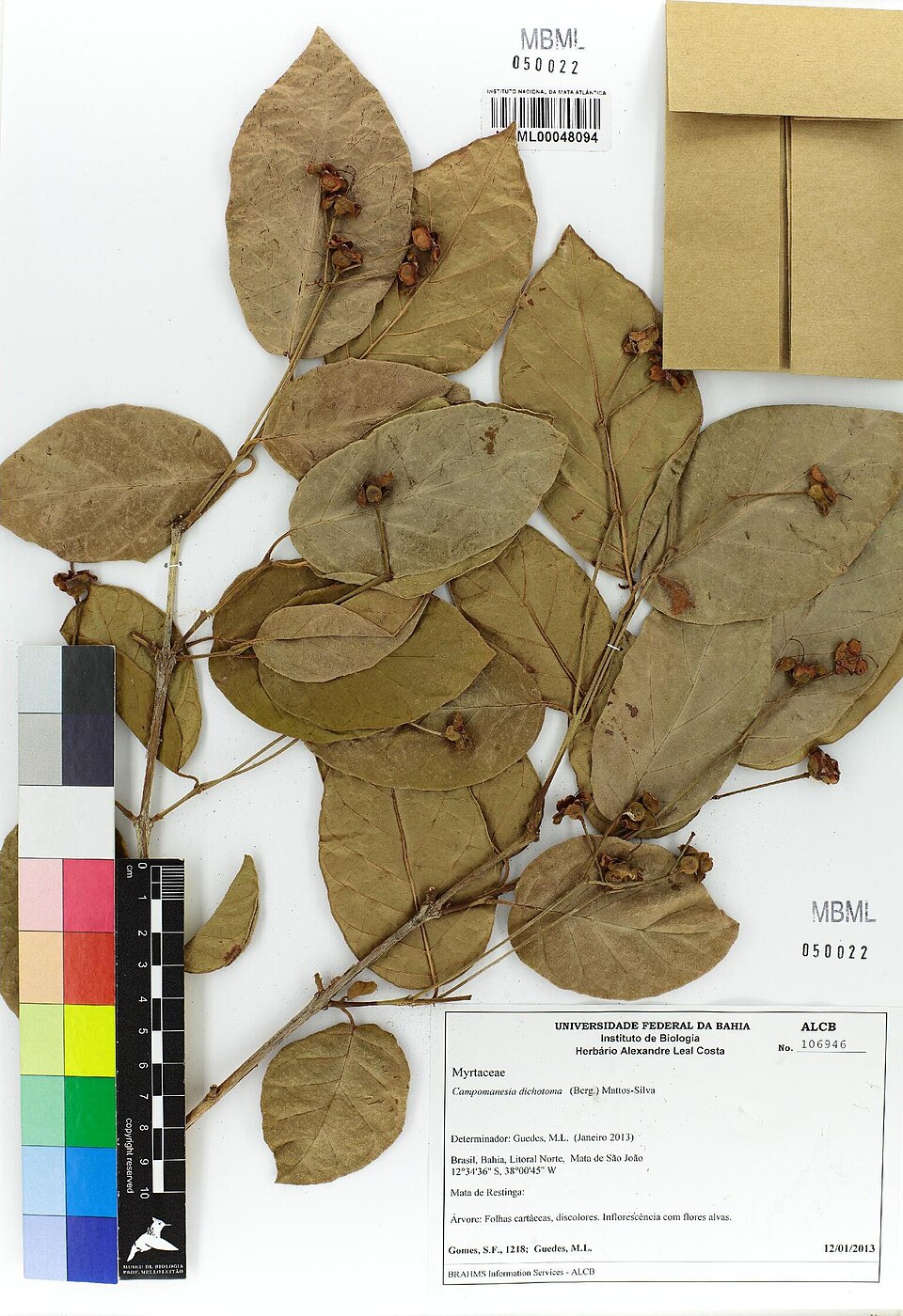 Campomanesia discolor