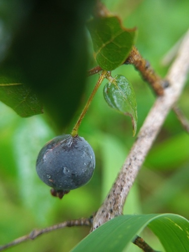 Campomanesia eugenioides (Guabirobeira) — photo