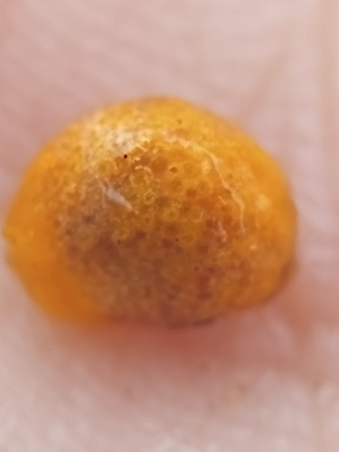 Campomanesia eugenioides (Guabirobeira) — photo