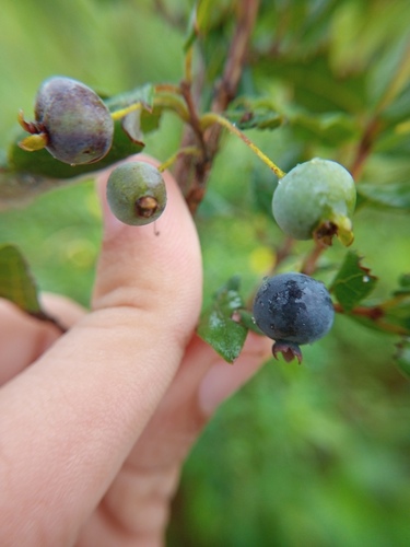 Campomanesia eugenioides