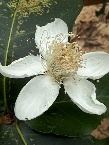 Campomanesia grandiflora — photo