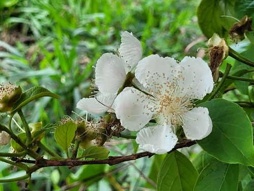 Campomanesia grandiflora