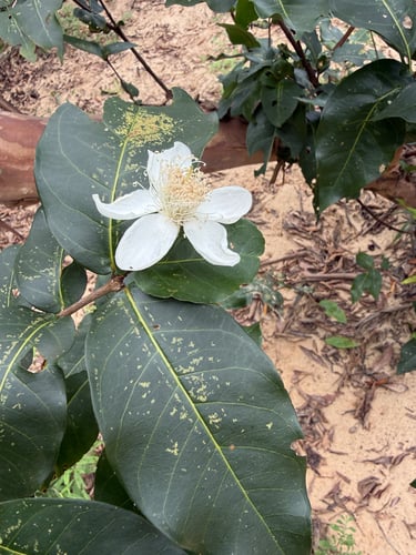Campomanesia grandiflora — photo