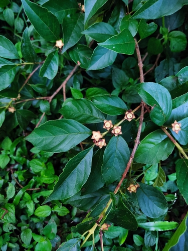 Campomanesia guaviroba (Guaviroba) — photo
