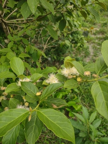 Campomanesia guaviroba (Guaviroba) — photo