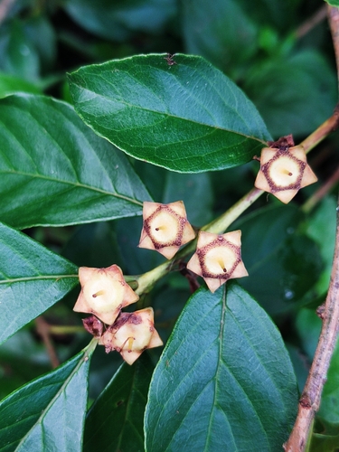 Campomanesia guaviroba