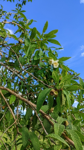 Campomanesia guazumifolia (Aguaricara) — photo