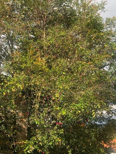 Campomanesia lineatifolia (Perfume guava) — photo