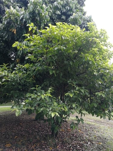Campomanesia lineatifolia