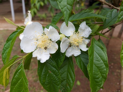 Campomanesia neriiflora (Guabiroba-branca) — photo
