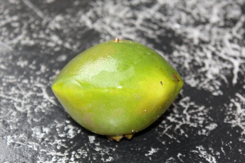 Campomanesia phaea (Cambuci) — photo