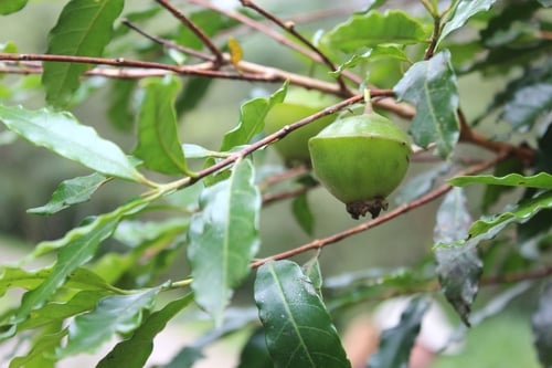 Campomanesia phaea