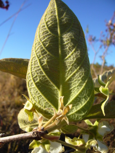 Campomanesia pubescens (Guabiroba-felpuda) — photo