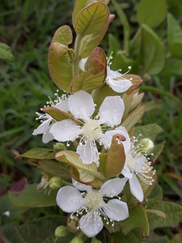 Campomanesia pubescens