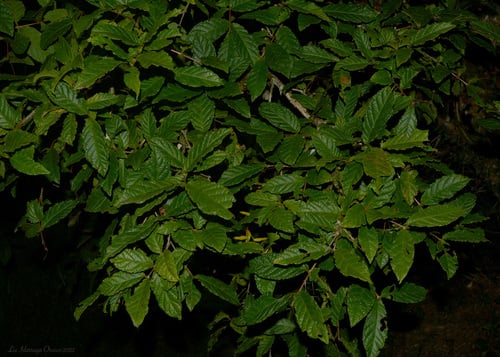Campomanesia reitziana (Guabiroba of reitz) — photo