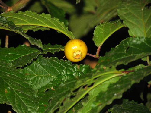 Campomanesia reitziana