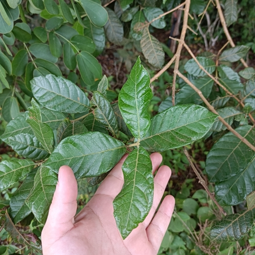 Campomanesia schlechtendaliana (Guabiroba-rugosa) — photo