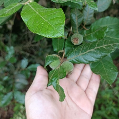 Campomanesia schlechtendaliana (Guabiroba-rugosa) — photo