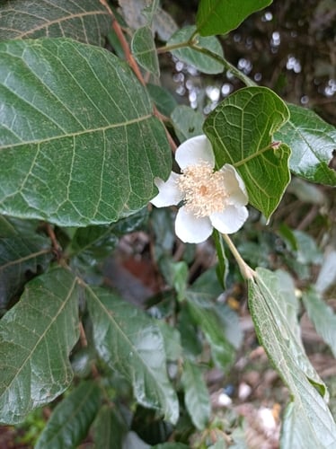 Campomanesia schlechtendaliana