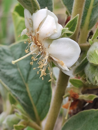 Campomanesia sessiliflora (Guabiroba-verde) — photo