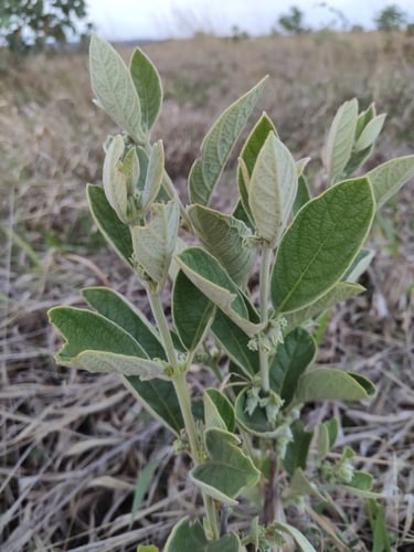 Campomanesia sessiliflora (Guabiroba-verde) — photo