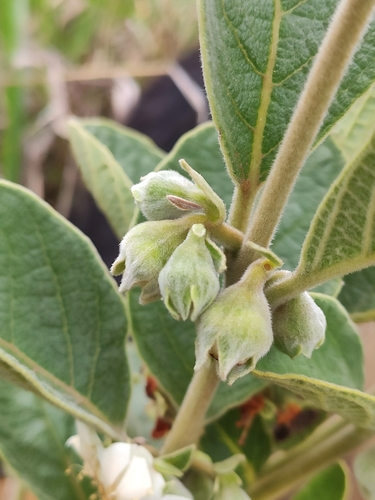 Campomanesia sessiliflora