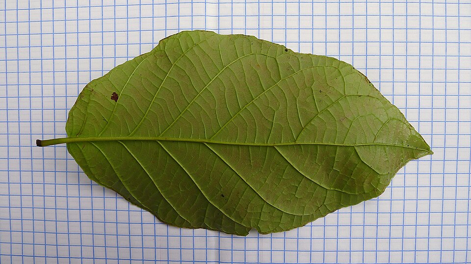 Campomanesia sp. (Cambuci acu) — photo