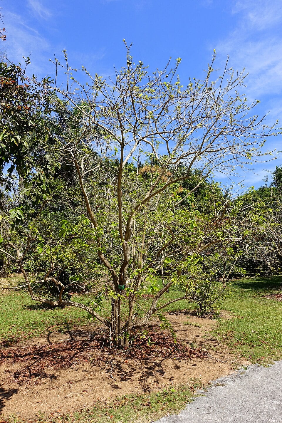 Campomanesia sp.