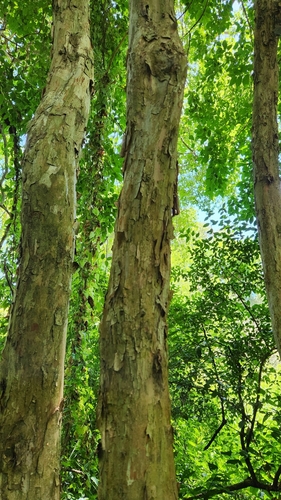 Campomanesia xanthocarpa var. littoralis (Guabiroba-rasteira) — photo
